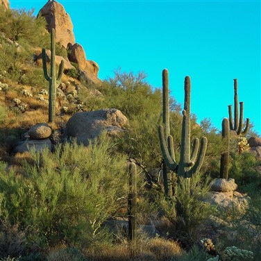 Tombstone & Phoenix: A Wild West Winter Escape