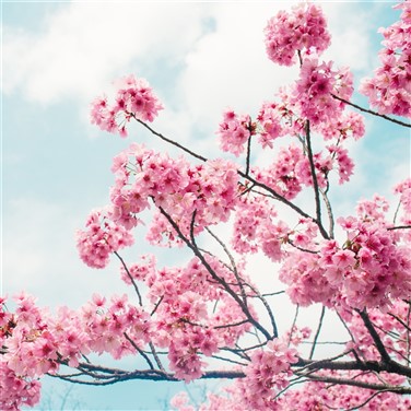 Cherry Blossom Festival