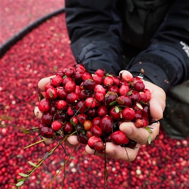 Warrens Cranberry Festival 
