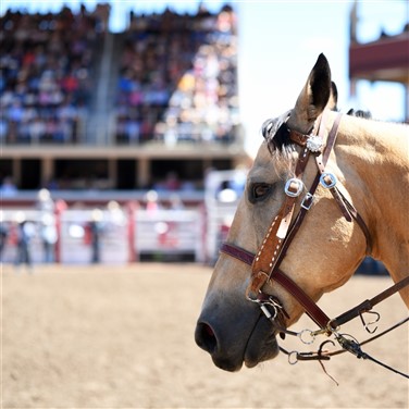 Cheyenne Frontier Days & Western Trails
