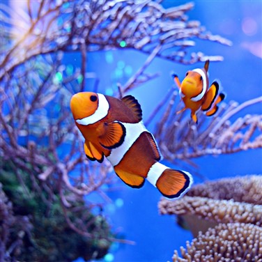 Sea Life Aquarium & Mall of Millenium