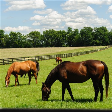 Kentucky Bluegrass Heritage & Horsepower