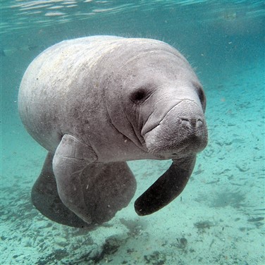 Manatee Festival